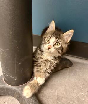 Rescue Domestic Medium Hair Cats for Adoption in Minot, North Dakota - Skeeter | PetCurious
