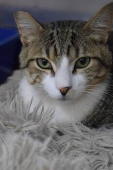 Bongo -  Domestic Short Hair Cat for Adoption in Pahrump, Nevada - Bongo | PetCurious