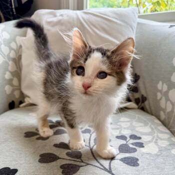 Mr. Magoo -  Domestic Medium Hair Cat for Adoption in Granville, Ohio - Mr. Magoo | PetCurious