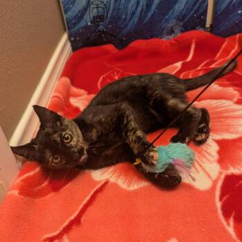 Lotus -  Domestic Short Hair Cat for Adoption in Long Beach, California - Lotus | PetCurious
