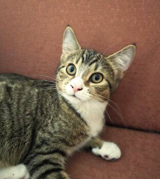 Alice -  Domestic Short Hair Cat for Adoption in Wilmington, North Carolina - Alice | PetCurious