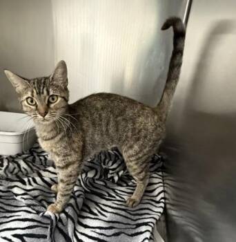 Adley -  Domestic Short Hair Cat for Adoption in Wilkesboro, North Carolina - Adley | PetCurious