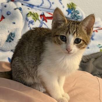 Xavi -  Domestic Short Hair Cat for Adoption in Westminster, California - Xavi | PetCurious