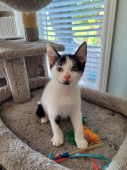 TOBY -  Domestic Short Hair Cat for Adoption in Niagara-on-the-lake, Ontario - TOBY | PetCurious