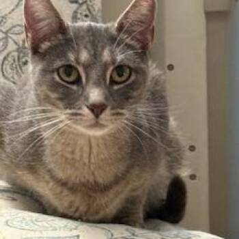 Rescue Domestic Short Hair Cats for Adoption in Lemoyne, Pennsylvania - Aanya (sweet Silver Tabby) | PetCurious