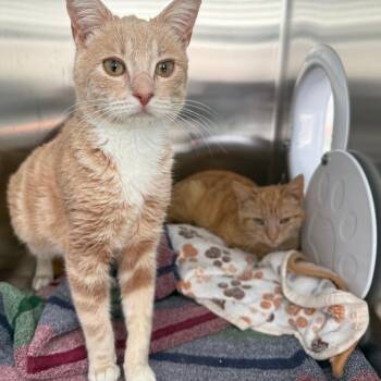 Domestic Short Hair Cats Available for Adoption in New Fairfield, Connecticut - Max | PetCurious
