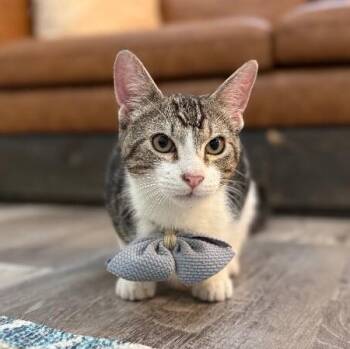 Bo Boon -  Tabby and Domestic Short Hair Cat for Adoption in Friendswood, Texas - Bo Boon | PetCurious
