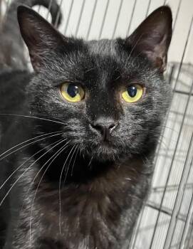 Domestic Short Hair Cats Available for Adoption in Dalton, Georgia - Lenny | PetCurious