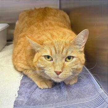Sunshine -  Domestic Short Hair Cat for Adoption in Hannibal, Missouri - Sunshine | PetCurious