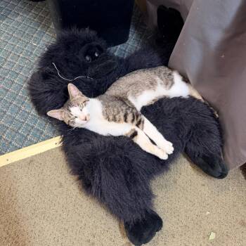 Larry -  American Wirehair and American Shorthair Cat for Adoption in Mount Vernon, Illinois - Larry | PetCurious