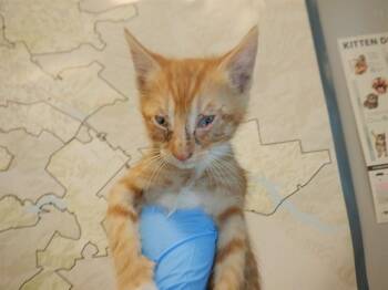 Domestic Short Hair Cats Available for Adoption in San Jose, California - PUMPKIN | PetCurious