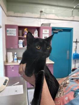 Twilight -  Domestic Short Hair Cat for Adoption in Largo, Florida - Twilight | PetCurious