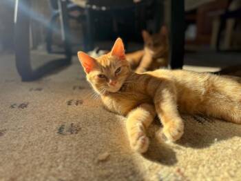 Rescue Domestic Short Hair Cats for Adoption in Millerstown, Pennsylvania - JULIUS | PetCurious