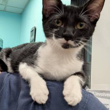 Tempest -  Domestic Short Hair Cat for Adoption in Cumming, Georgia - Tempest | PetCurious