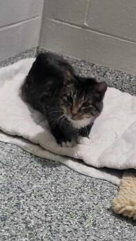 Domestic Short Hair Cats Available for Adoption - Sweets | PetCurious