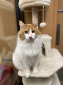 Rescue Domestic Long Hair Cats for Adoption in Greenville, South Carolina - Tommie - AR (PetSmart Laurens Rd) | PetCurious