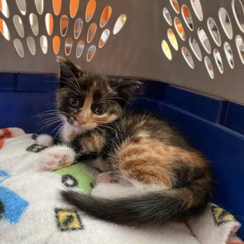 Xie Xie -  Domestic Short Hair Cat for Adoption in Westminster, California - Xie Xie | PetCurious