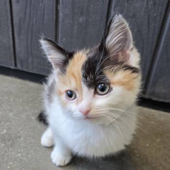 Domestic Short Hair Cats Available for Adoption in Fort Wayne, Indiana - Freya | PetCurious