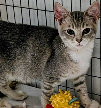 Pia -  Domestic Short Hair Cat for Adoption in St. Augustine, Florida - Pia | PetCurious