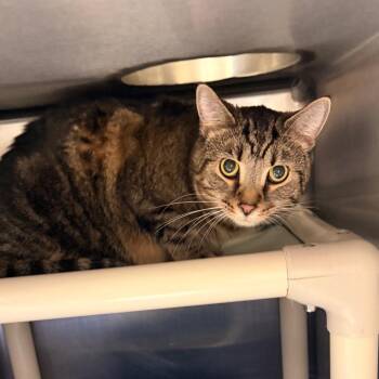 Domestic Short Hair Cats Available for Adoption in Indianapolis, Indiana - Bill | PetCurious