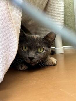 QUEEN -  Domestic Short Hair Cat for Adoption in Leesburg, Virginia - QUEEN | PetCurious