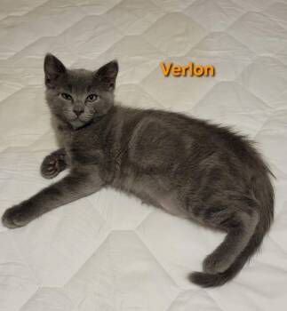 Rescue American Shorthair and Domestic Short Hair Cats for Adoption in Richardson, Texas - Verlon | PetCurious