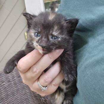 Phoenix -  Domestic Short Hair Cat for Adoption in Kansas City, Missouri - Phoenix | PetCurious
