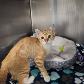 Pumpkin -  Domestic Short Hair Cat for Adoption in Brockton, Massachusetts - Pumpkin | PetCurious