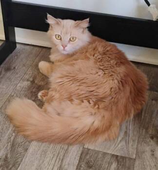 Baby Girl -  Domestic Medium Hair Cat for Adoption in Dyersburg, Tennessee - Baby Girl | PetCurious