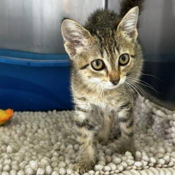 Taddy Bear -  American Shorthair Cat for Adoption in Poplar Bluff, Missouri - Taddy Bear | PetCurious