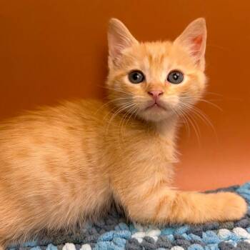 Cross -  Domestic Short Hair Cat for Adoption in San Antonio, Texas - Cross | PetCurious