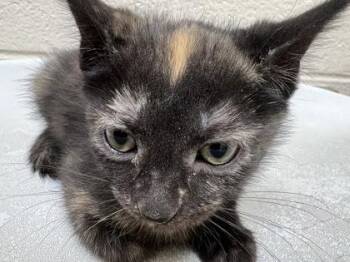 Shine -  Domestic Short Hair Cat for Adoption in Westland, Michigan - Shine | PetCurious