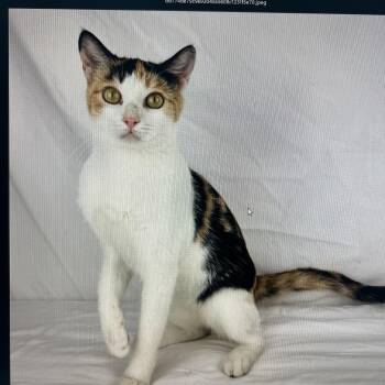 Peanut -  Domestic Short Hair Cat for Adoption in Gainesville, Virginia - Peanut | PetCurious
