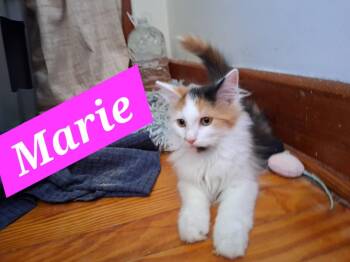 Marie (foster cat) -  Domestic Long Hair Cat for Adoption in Littlestown, Pennsylvania - Marie (foster Cat) | PetCurious