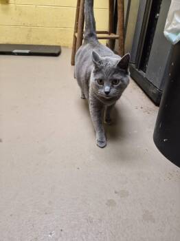 Fatty Cakes (SPAYED) -  Domestic Short Hair Cat for Adoption in Crossville, Tennessee - Fatty Cakes (SPAYED) | PetCurious