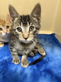 Howie -  Domestic Short Hair Cat for Adoption in Pequot Lakes, Minnesota - Howie | PetCurious