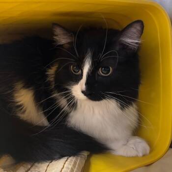 Domestic Long Hair Cats Available for Adoption - Maxwell | PetCurious