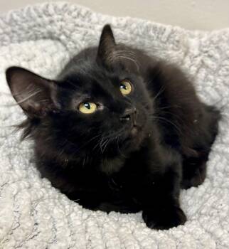 Luna -  Maine Coon and Domestic Long Hair Cat for Adoption in Phoenix, Arizona - Luna | PetCurious