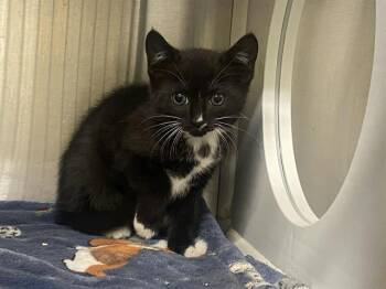 Domestic Short Hair Cats Available for Adoption in Tustin, California - KALI CAT | PetCurious