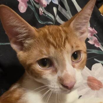 Laffy -  Domestic Short Hair Cat for Adoption in Santa Ana, California - Laffy | PetCurious