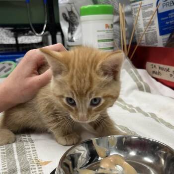 Ferb -  Domestic Short Hair Cat for Adoption in Abbotsford, British Columbia - Ferb | PetCurious