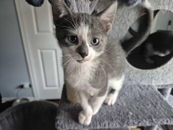Domestic Short Hair Cats Available for Adoption - Alpha | PetCurious