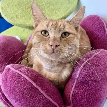 Rescue Domestic Short Hair Cats for Adoption in Gibsonia, Pennsylvania - Mai Tai | PetCurious