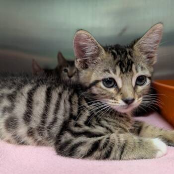 Kobra Kid -  Domestic Short Hair Cat for Adoption in Titusville, Florida - Kobra Kid | PetCurious