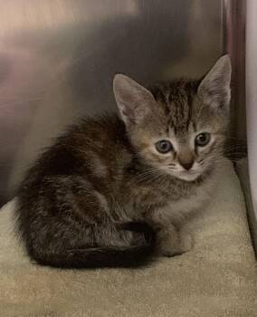 Lup -  Domestic Short Hair Cat for Adoption in Santa Rosa, California - Lup | PetCurious