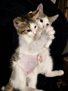 Timmy and Scooby -  Domestic Short Hair Cat for Adoption in Fairfax, Virginia - Timmy And Scooby | PetCurious