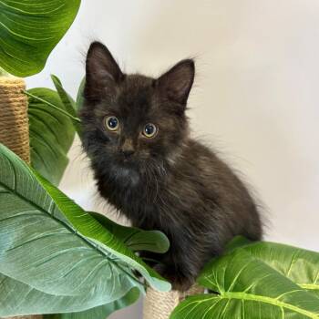 Kayce -  Domestic Short Hair Cat for Adoption in Clavet, Saskatchewan - Kayce | PetCurious