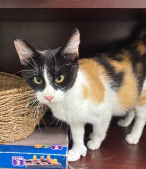 Thumbelina -  Calico Cat for Adoption in Little Elm, Texas - Thumbelina | PetCurious