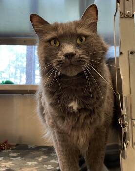 Max -  Domestic Long Hair Cat for Adoption in Swanzey, New Hampshire - Max | PetCurious