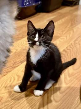 Jameson 5.1.26 (prespay) -  Domestic Short Hair Cat for Adoption in Apopka, Florida - Jameson 5.1.26 (prespay) | PetCurious